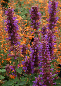 Agastache 'Blue Boa'